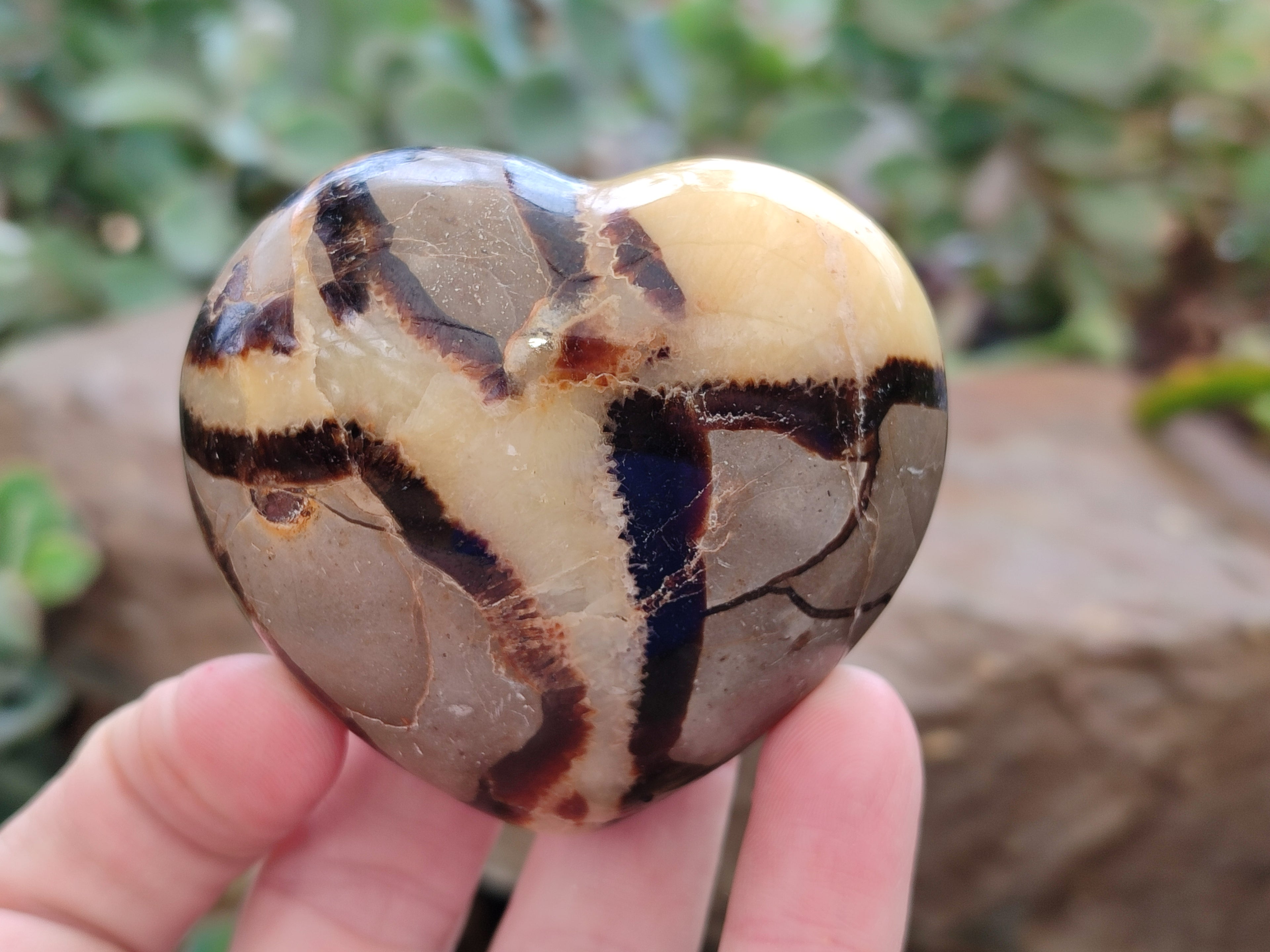 Polished Fossilized Septerye Hearts x 12 From Mahajanga, Madagascar - Toprock Gemstones and Minerals 