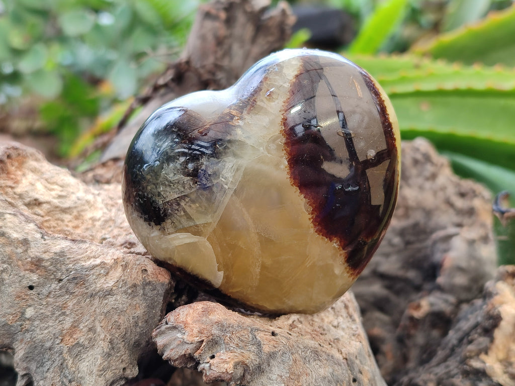 Polished Fossilized Septerye Hearts x 12 From Mahajanga, Madagascar - Toprock Gemstones and Minerals 