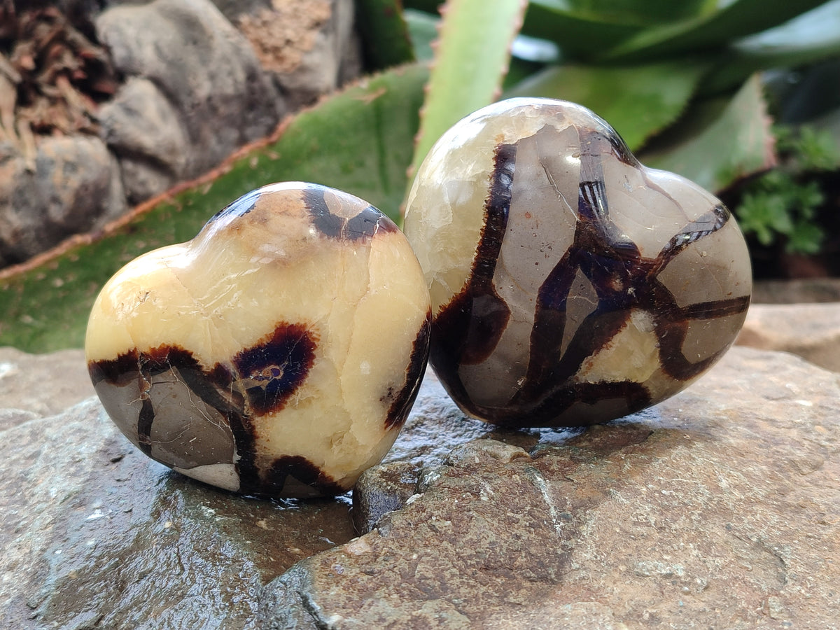 Polished Fossilized Septerye Hearts x 12 From Mahajanga, Madagascar - Toprock Gemstones and Minerals 