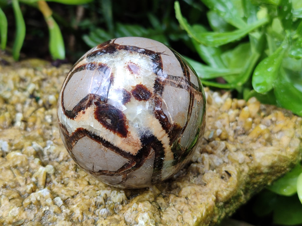 Polished Septerye Spheres x 4 From Mahajanga, Madagascar - Toprock Gemstones and Minerals 