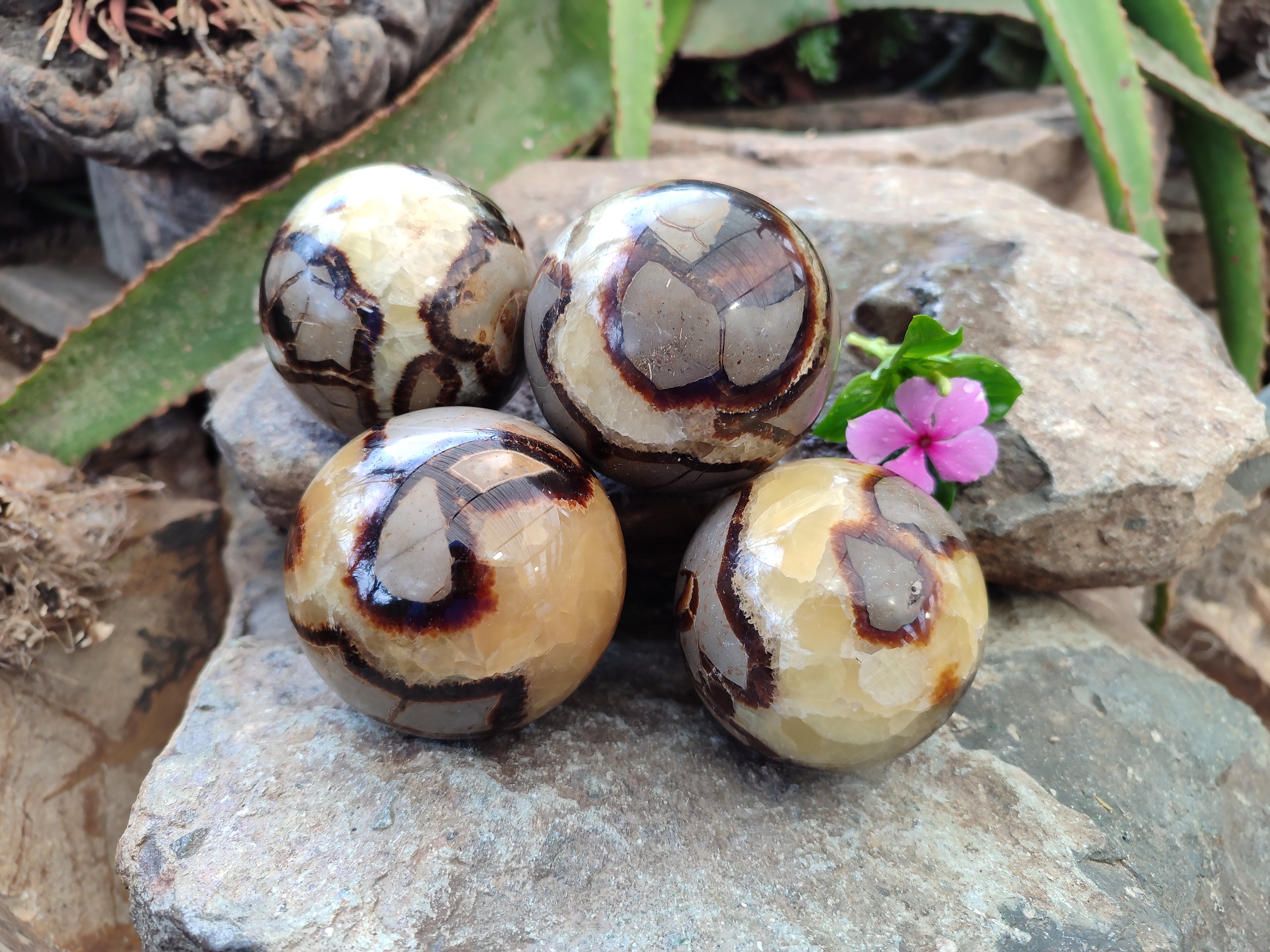 Polished Septerye Spheres x 4 From Mahajanga, Madagascar - Toprock Gemstones and Minerals 