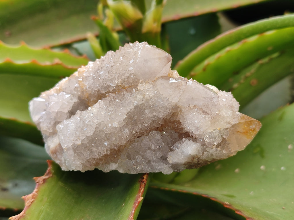 Natural Mixed Spirit Quartz Crystals x 6 From Boekenhouthoek, South Africa - Toprock Gemstones and Minerals 