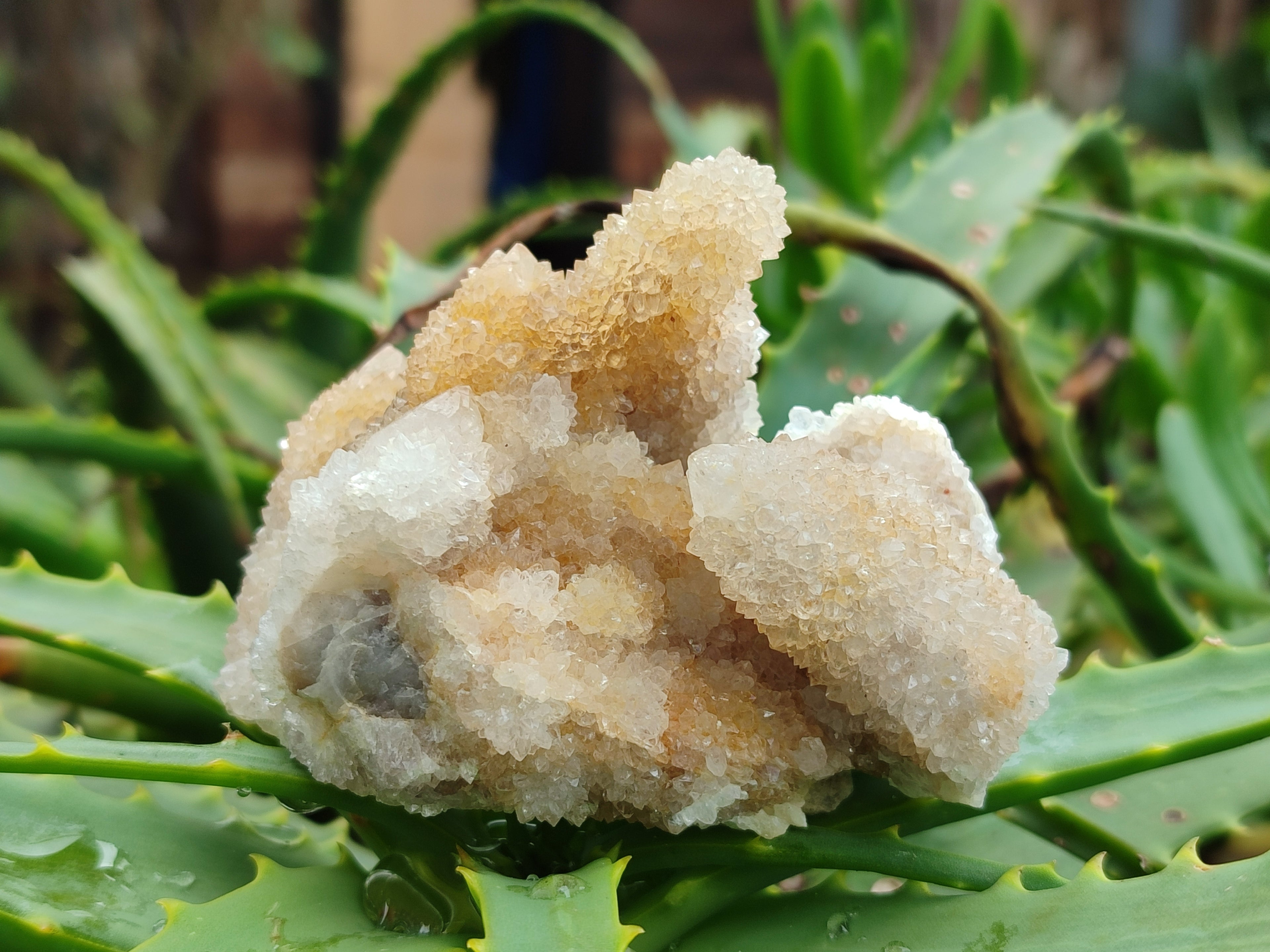 Natural Mixed Spirit Quartz Crystals x 6 From Boekenhouthoek, South Africa - Toprock Gemstones and Minerals 