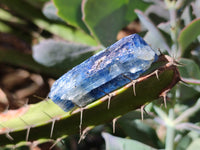 Natural Kyanite Crystals x 1.67 Kg Lot From Karoi, Zimbabwe - Toprock Gemstones and Minerals 