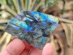 Polished On One Side Labradorite Plates x 35 From Tulear, Madagascar - Toprock Gemstones and Minerals 