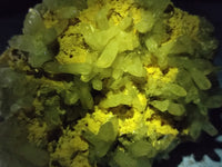 Natural Quartz and Smokey Quartz Clusters with Hyalite Opal on 3 Specimens x 6 From Erongo, Namibia - Toprock Gemstones and Minerals 