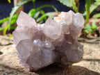 Natural Lilac Cactus Spirit Quartz Clusters x 6 From South Africa - Toprock Gemstones and Minerals 