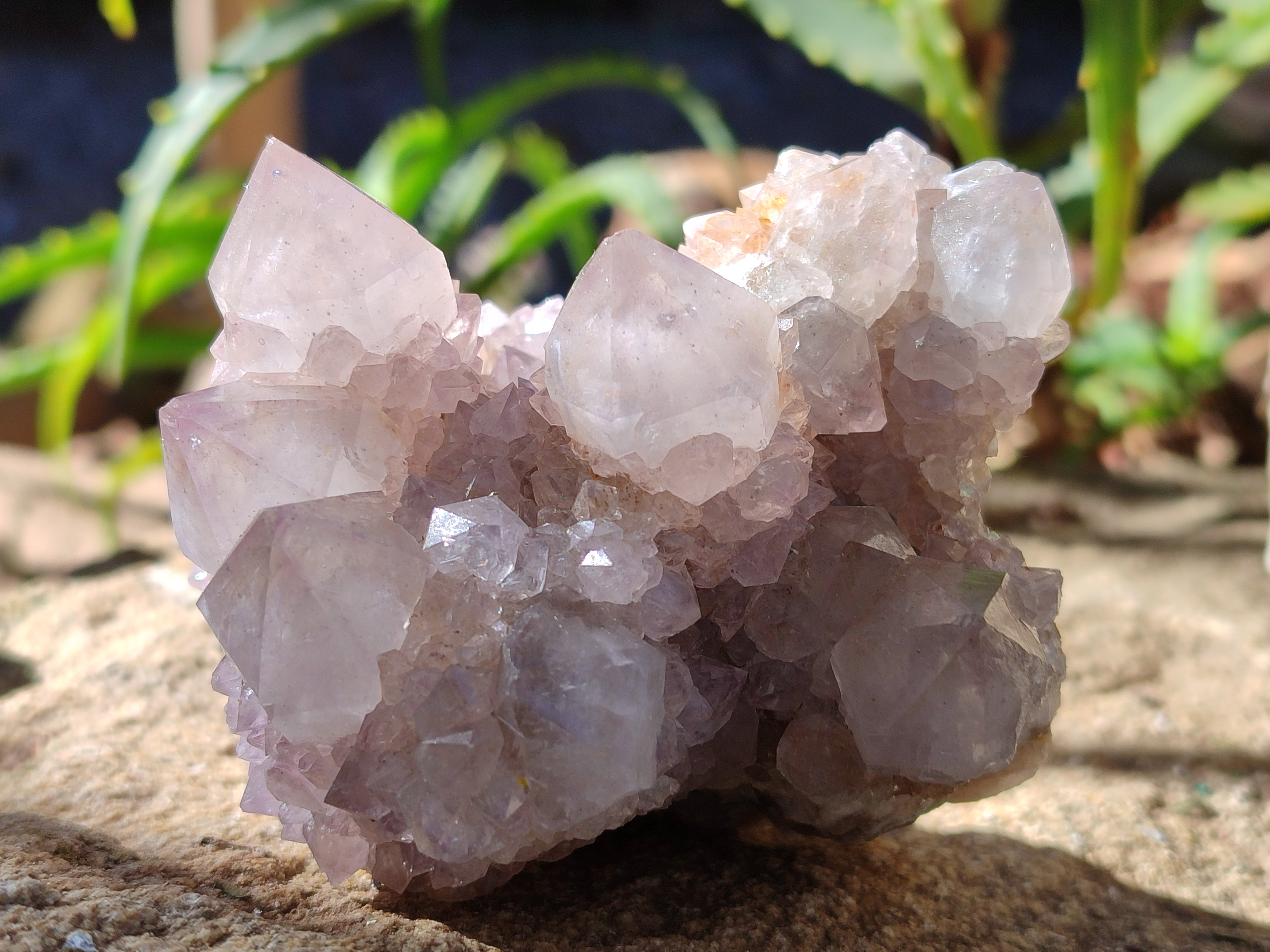 Natural Lilac Cactus Spirit Quartz Clusters x 6 From South Africa - Toprock Gemstones and Minerals 