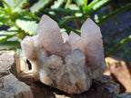 Natural Lilac Cactus Spirit Quartz Clusters x 6 From South Africa - Toprock Gemstones and Minerals 
