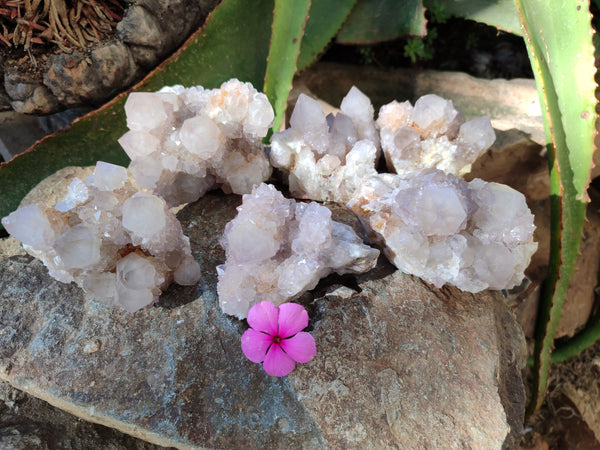 Natural Lilac Cactus Spirit Quartz Clusters x 6 From South Africa