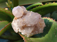Natural Lilac Cactus Spirit Quartz Clusters x 6 From South Africa - Toprock Gemstones and Minerals 