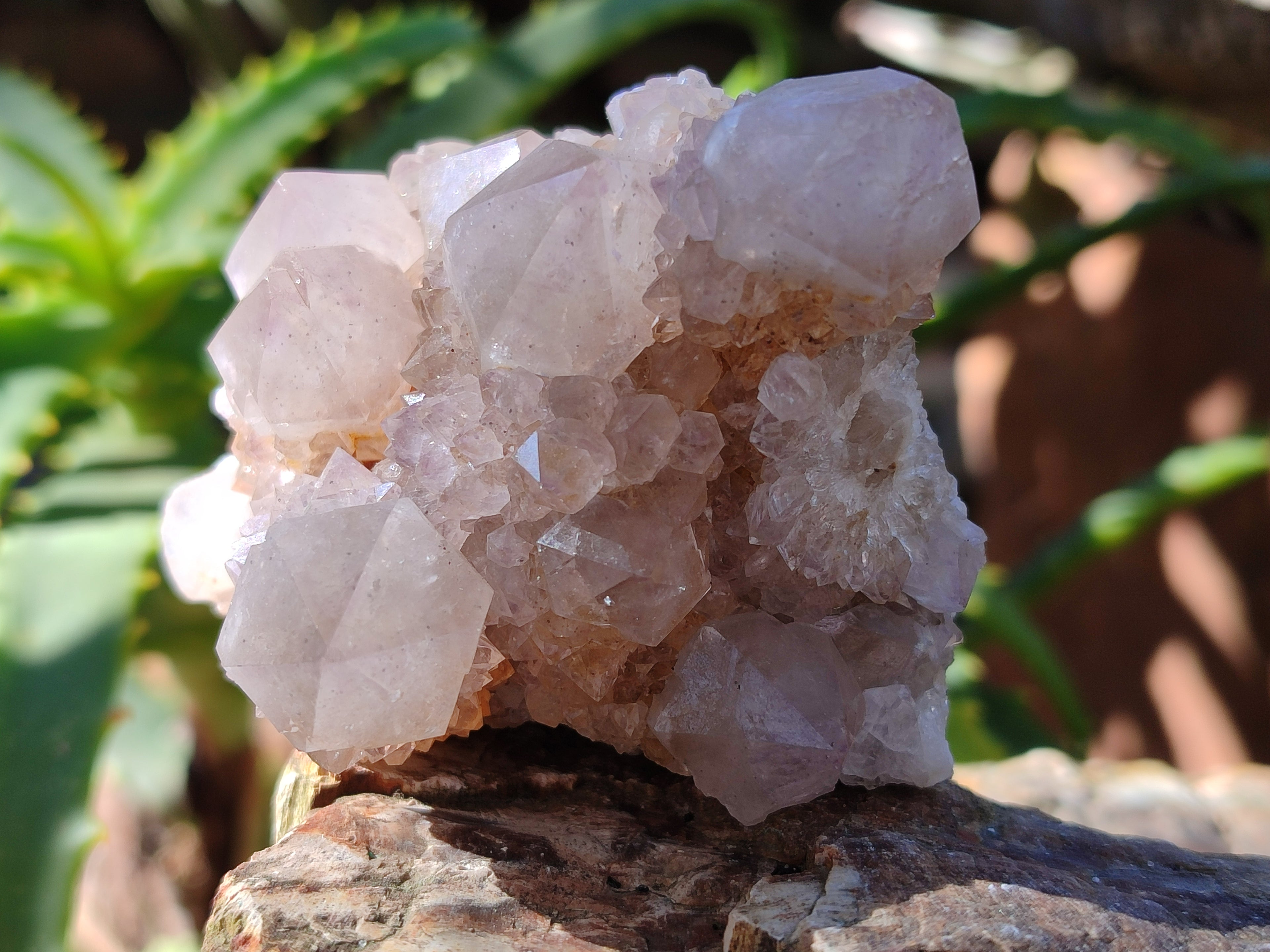 Natural Lilac Cactus Spirit Quartz Clusters x 6 From South Africa - Toprock Gemstones and Minerals 