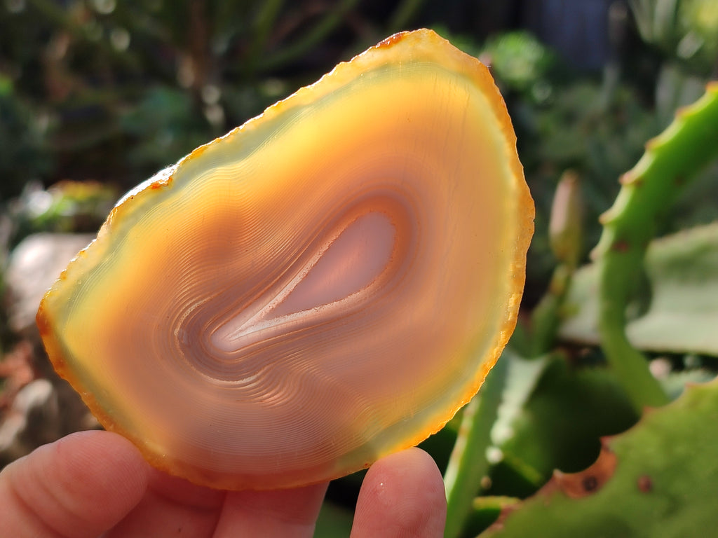 Polished Banded Agate Slices x 12 From Madagascar - Toprock Gemstones and Minerals 