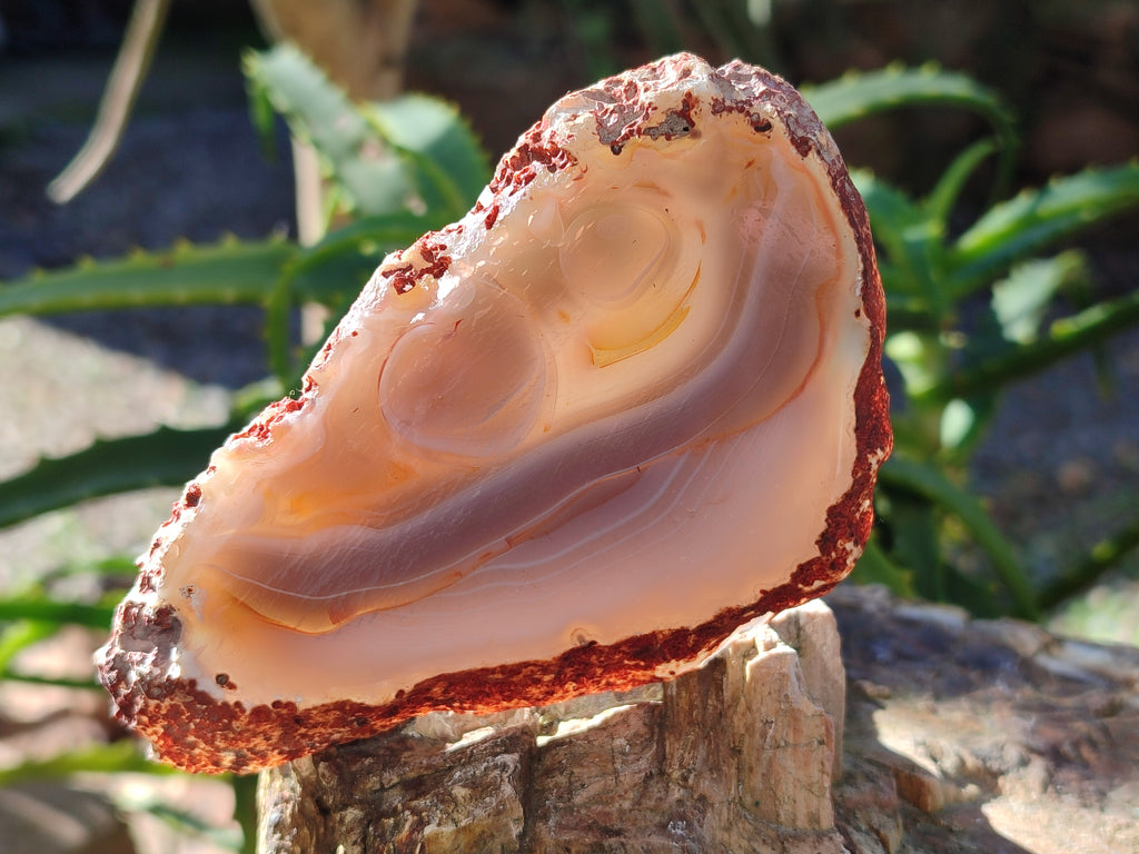 Polished Banded Agate Slices x 12 From Madagascar - Toprock Gemstones and Minerals 