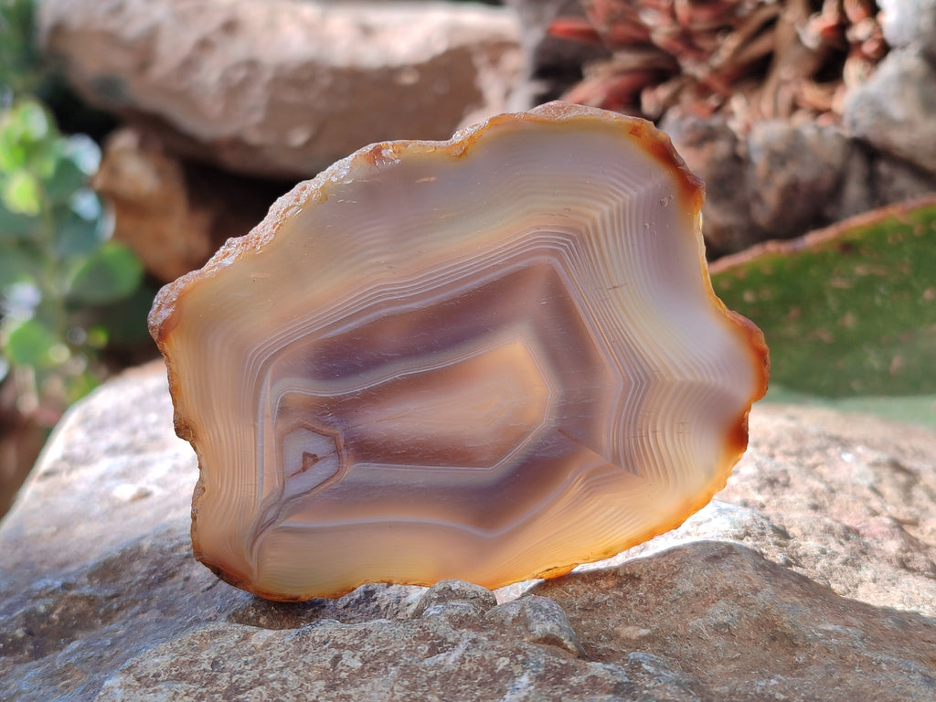 Polished Banded Agate Slices x 12 From Madagascar - Toprock Gemstones and Minerals 