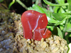Polished Carnelian Agate Elephant Fridge Magnets - Sold per Item - From China - Toprock Gemstones and Minerals 