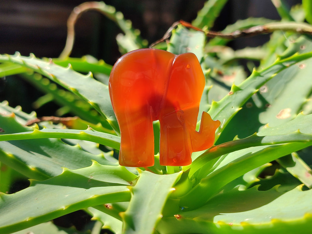 Polished Carnelian Agate Elephant Fridge Magnets - Sold per Item - From China - Toprock Gemstones and Minerals 