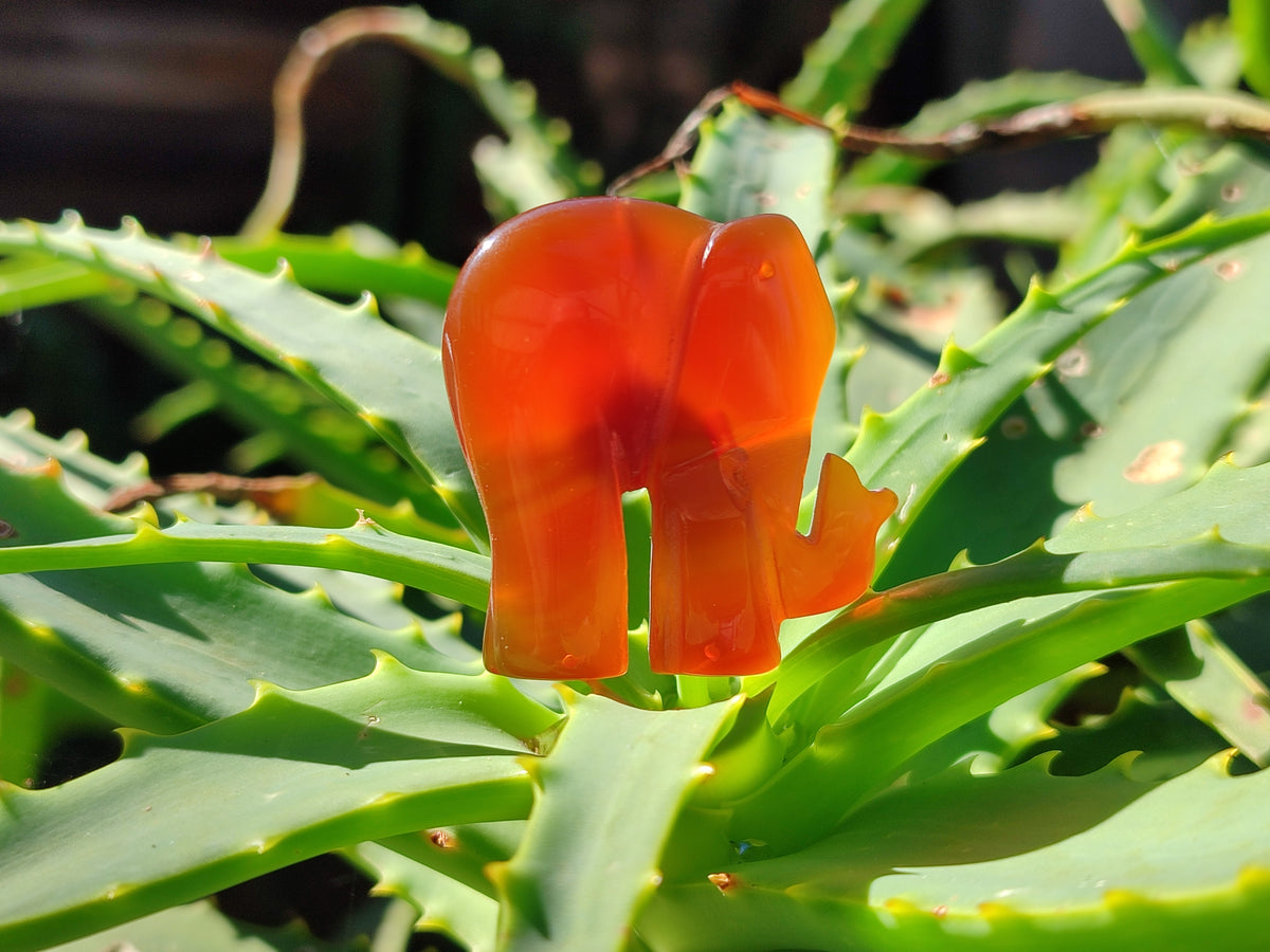 Polished Carnelian Agate Elephant Fridge Magnets - Sold per Item - From China - Toprock Gemstones and Minerals 