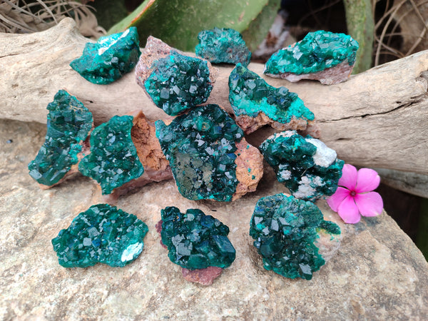 Natural Dioptase On Dolomite Specimens x 12 From Likasi, Congo