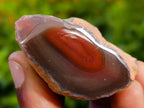 Polished On One Side Red Sashe River Agate Nodules x 20 From Zimbabwe - Toprock Gemstones and Minerals 