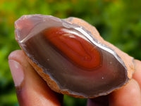 Polished On One Side Red Sashe River Agate Nodules x 20 From Zimbabwe - Toprock Gemstones and Minerals 