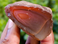 Polished On One Side Red Sashe River Agate Nodules x 20 From Zimbabwe - Toprock Gemstones and Minerals 