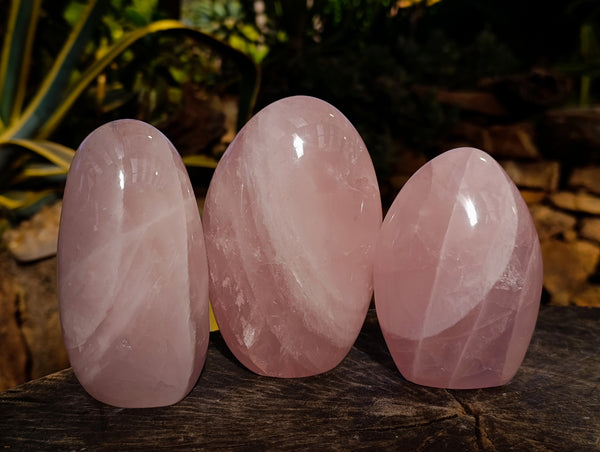 Polished Rose Quartz Standing Free Forms x 3 From Ambatondrazaka, Madagascar - Toprock Gemstones and Minerals 