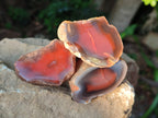 Polished On One Side Red Sashe River Agate Nodules x 20 From Zimbabwe - Toprock Gemstones and Minerals 