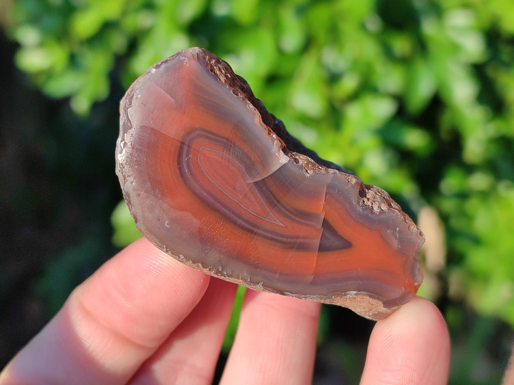 Polished On One Side Red Sashe River Agate Nodules x 20 From Zimbabwe - Toprock Gemstones and Minerals 