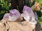 Natural Jacaranda Amethyst Quartz Cluster x 3 From Mumbwa, Zambia - Toprock Gemstones and Minerals 