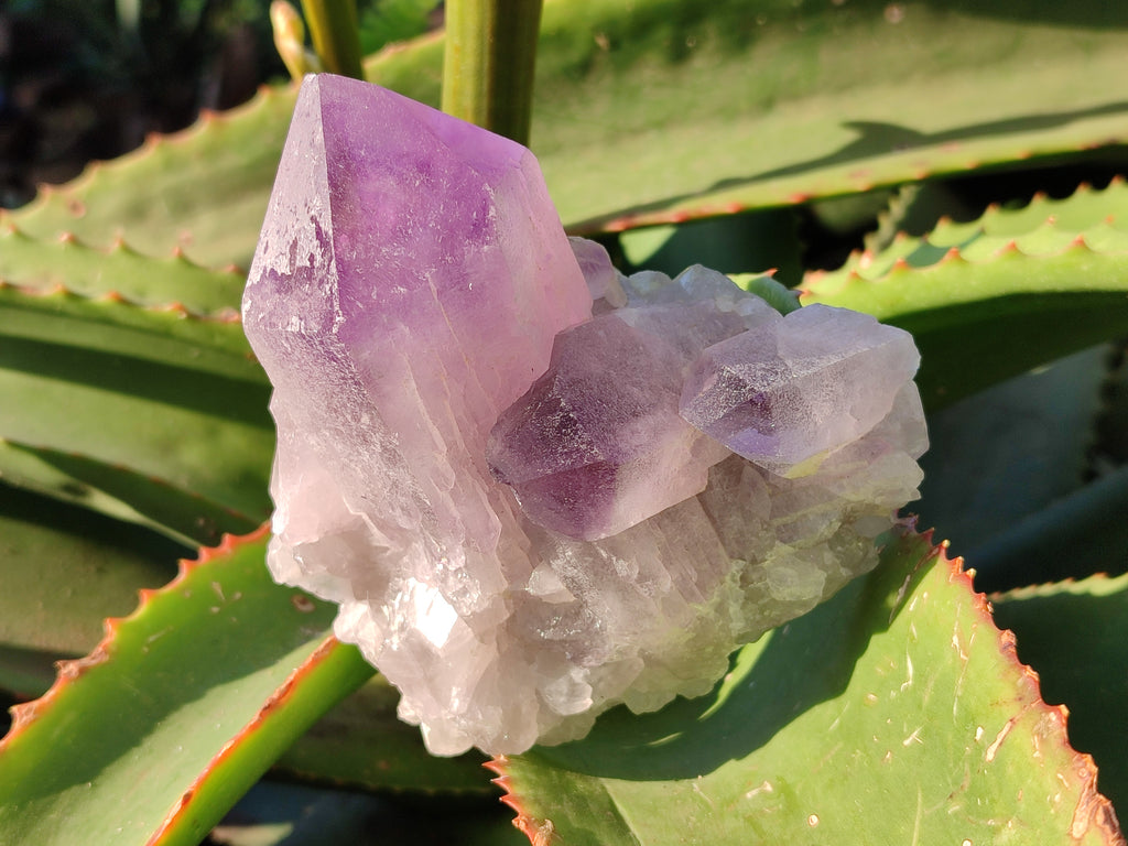 Natural Jacaranda Amethyst Quartz Cluster x 3 From Mumbwa, Zambia - Toprock Gemstones and Minerals 