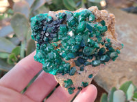 Natural Dioptase On Dolomite Specimens x 3 From Likasi, Congo