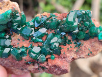 Natural Dioptase On Dolomite Specimens x 3 From Likasi, Congo