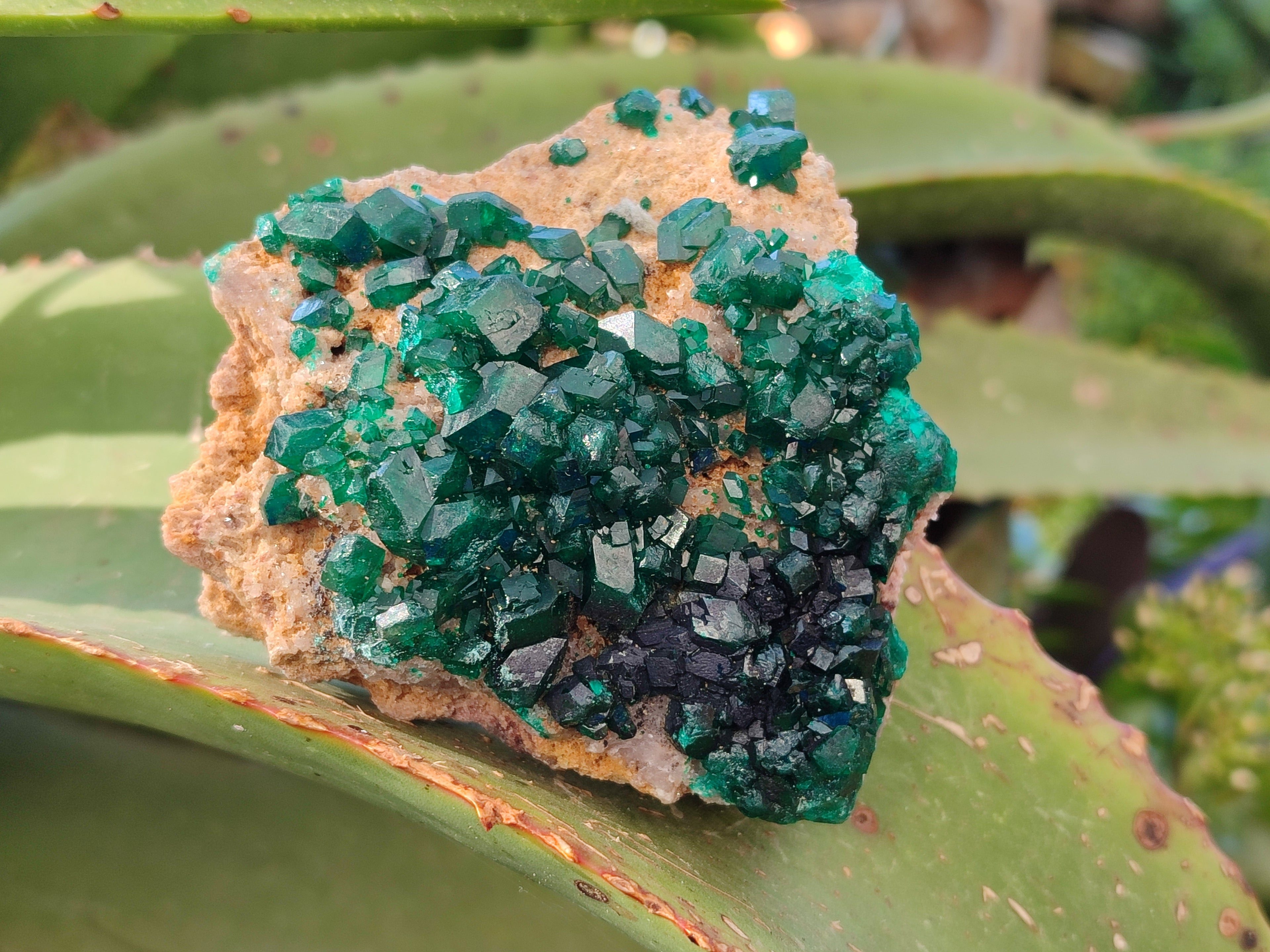 Natural Dioptase On Dolomite Specimens x 3 From Likasi, Congo - Toprock Gemstones and Minerals 