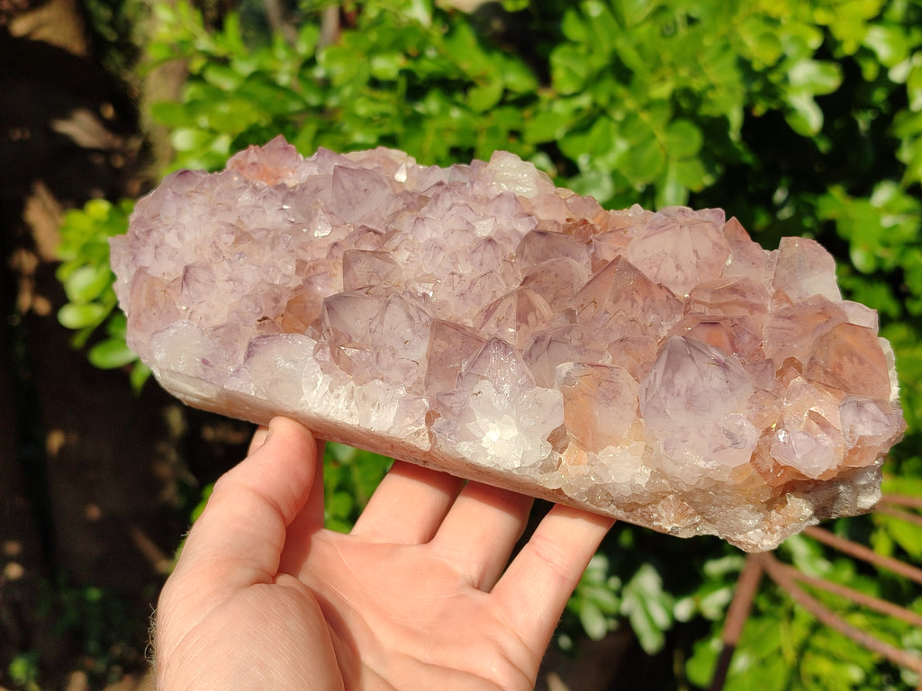 Natural Cactus Flower Amethyst Spirit Quartz Cluster x 1 From South Africa - Toprock Gemstones and Minerals 