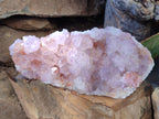 Natural Cactus Flower Amethyst Spirit Quartz Cluster x 1 From South Africa - Toprock Gemstones and Minerals 