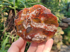 Polished On One Side Red Sashe River Agate Nodules x 6 From Zimbabwe - Toprock Gemstones and Minerals 