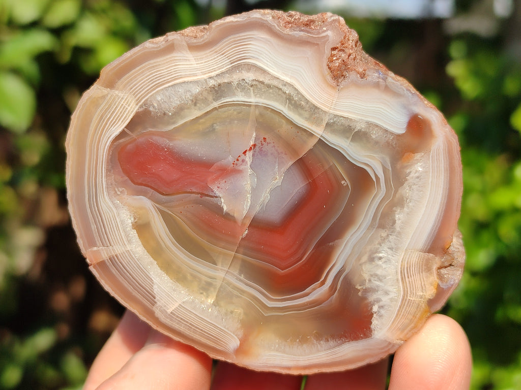 Polished On One Side Red Sashe River Agate Nodules x 6 From Zimbabwe - Toprock Gemstones and Minerals 