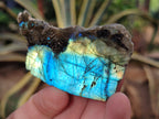 Polished On One Side Labradorite Plates x 35 From Tulear, Madagascar - Toprock Gemstones and Minerals 