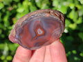 Polished On One Side Red Sashe River Agate Nodules x 20 From Zimbabwe - Toprock Gemstones and Minerals 