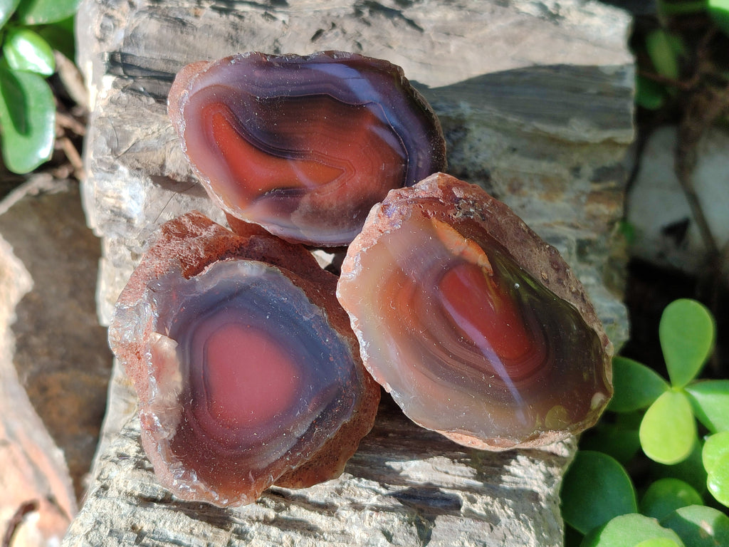 Polished On One Side Red Sashe River Agate Nodules x 20 From Zimbabwe - Toprock Gemstones and Minerals 