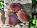 Polished On One Side Red Sashe River Agate Nodules x 20 From Zimbabwe - Toprock Gemstones and Minerals 