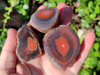 Polished On One Side Red Sashe River Agate Nodules x 20 From Zimbabwe - Toprock Gemstones and Minerals 
