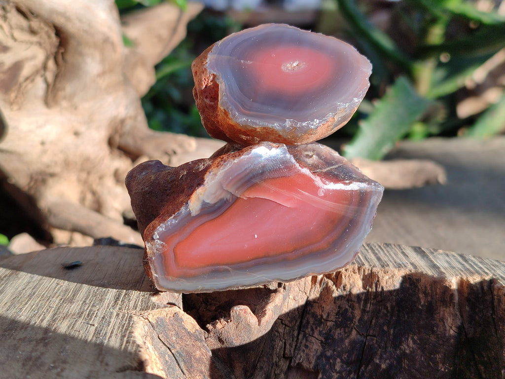Polished On One Side Red Sashe River Agate Nodules x 20 From Zimbabwe - Toprock Gemstones and Minerals 