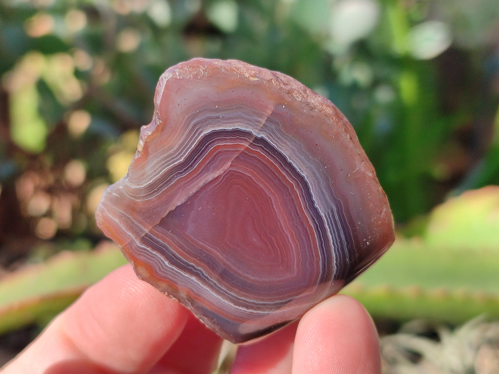 Polished On One Side Red Sashe River Agate Nodules x 20 From Zimbabwe - Toprock Gemstones and Minerals 