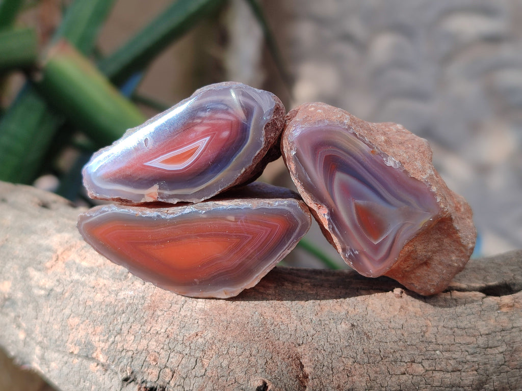 Polished On One Side Red Sashe River Agate Nodules x 20 From Zimbabwe - Toprock Gemstones and Minerals 