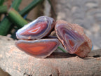 Polished On One Side Red Sashe River Agate Nodules x 20 From Zimbabwe - Toprock Gemstones and Minerals 