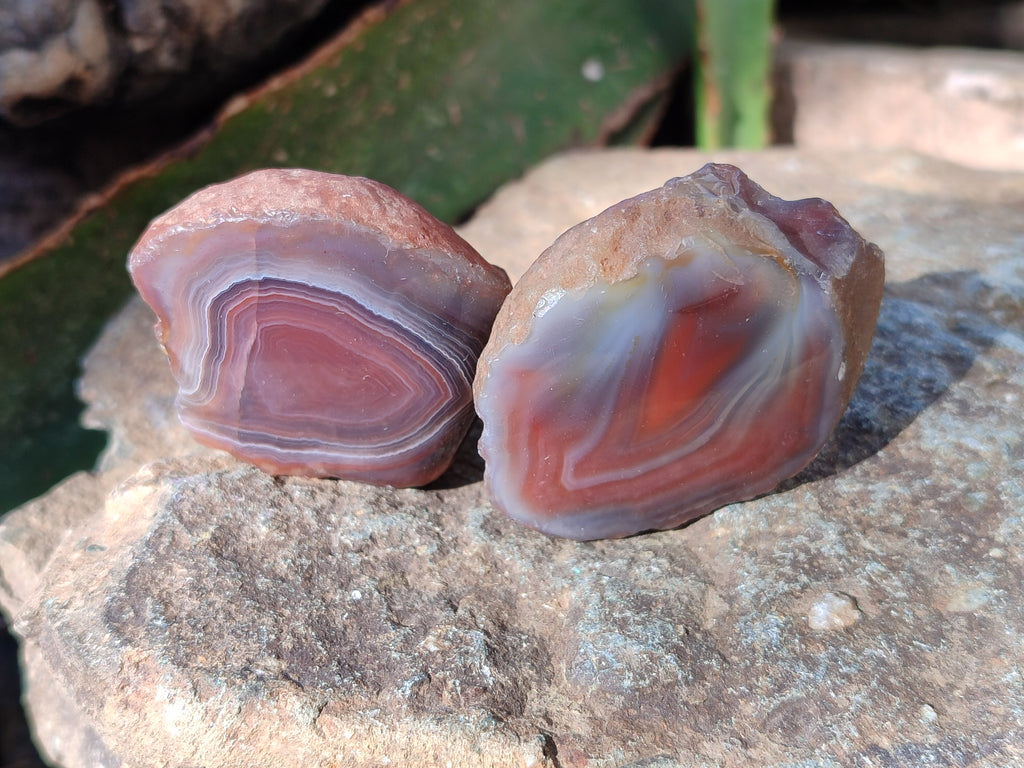 Polished On One Side Red Sashe River Agate Nodules x 20 From Zimbabwe - Toprock Gemstones and Minerals 
