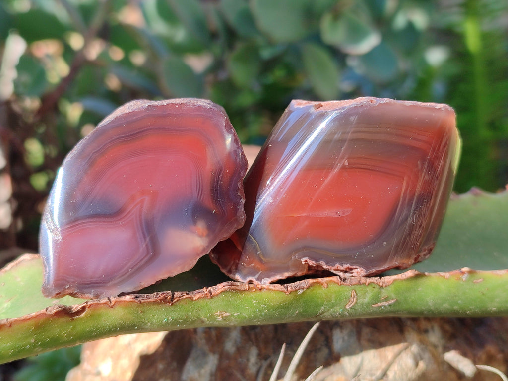 Polished On One Side Red Sashe River Agate Nodules x 20 From Zimbabwe - Toprock Gemstones and Minerals 