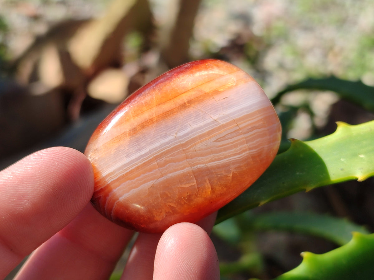 Polished Carnelian Palm Stones x 35 From Madagascar - Toprock Gemstones and Minerals 